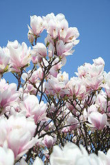 Image showing Magnolia Solangiana in blossom