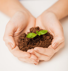 Image showing hands with green sprout and ground