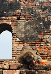 Image showing Monkey drinking out of a bottle