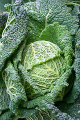 Image showing Green lettuce