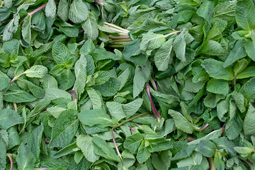 Image showing Mint herb