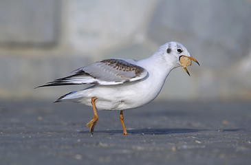 Image showing Gull