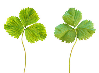 Image showing Iron deficiency in strawberry plant, chlorosis, isolated