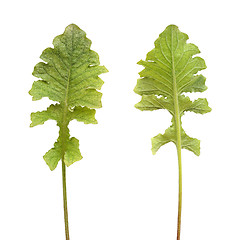 Image showing Colony of spider mite on gerbera plant, Tetranychidae, isolated