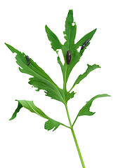 Image showing Slug damage of Rudbeckia laciniata leaf