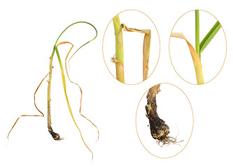 Image showing Infection of garlic by white rot, Sclerotium cepivorum