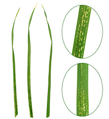 Image showing Garlic leaves attacked by allium leaf miner, Phytomyza (Napomyza) gymnostoma