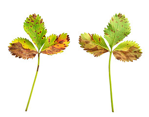 Image showing Strawberry leaf with the fungal disease, leaf scorch caused by Diplocarpon earlianum