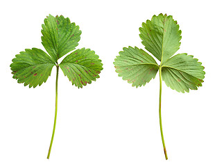 Image showing Strawberry leaf with the fungal disease, leaf blight, Phomopsis obscurans