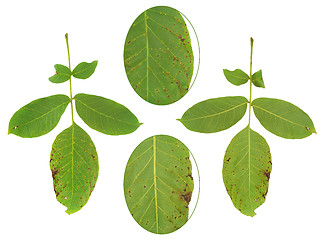 Image showing Leaf of walnut tree attacked by mite, Aceria erineus