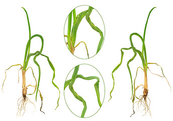 Image showing Onion attacked by onion eelworm, Ditylenchus dipsaci