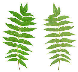 Image showing Leaf of sumac tree attacked by Flea beetles, Alticiny