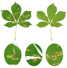 Image showing Leaf of chestnut tree attacked by horse-chestnut leaf miner, Cameraria ohridella