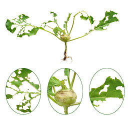 Image showing Slug damage of green kohlrabi, isolated