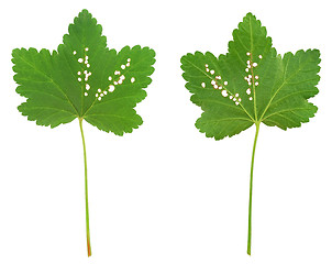 Image showing Red currant leaf attacked by Flea beetles