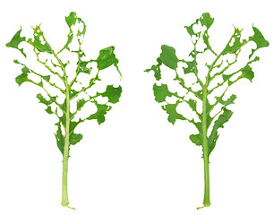 Image showing Slug damage of green kohlrabi leaf