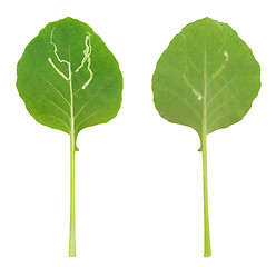 Image showing Kohlrabi leaf attacked by leaf miner, isolated