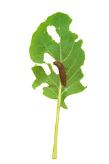 Image showing Slug damage of green kohlrabi leaf