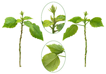 Image showing Hibiscus plant attacked by aphids, isolated