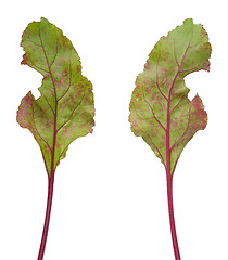 Image showing Infection of beetroot leaf by Cercospora beticola