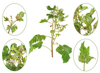 Image showing Infection of black currant by grey mould, Botrytis cinerea, Botryotinia fuckeliana