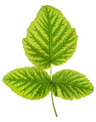 Image showing Iron deficiency in raspberry leaf, chlorosis, isolated
