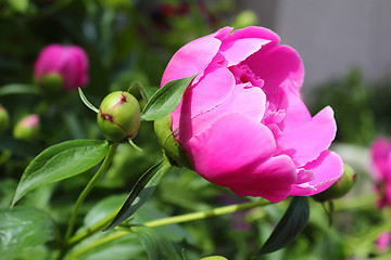 Image showing Beautiful peony flower on a bed in the garden