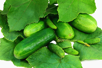Image showing Cucumber growing among green leaves. Photographed on a white bac
