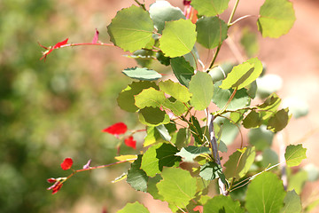 Image showing leaves of birch in forest