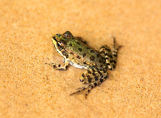 Image showing big green frog sit on wet sand