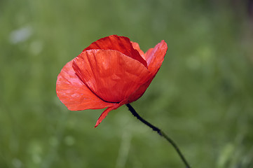 Image showing Red weed