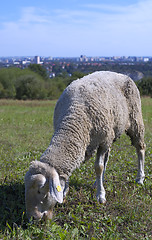 Image showing Sheep