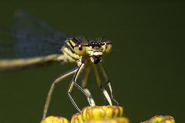 Image showing Dragonfly