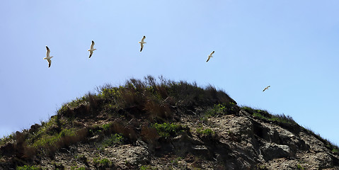 Image showing Block Island Seagull Timelapse