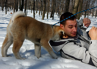 Image showing Akita Inu