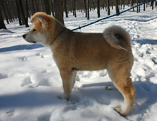 Image showing Akita Inu