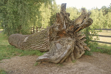 Image showing oak trunk with roots