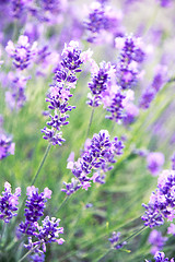 Image showing Lavender flowers 