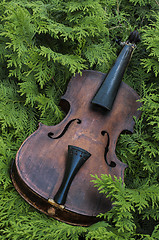 Image showing Fiddle In The Ferns