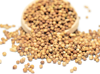 Image showing coriander