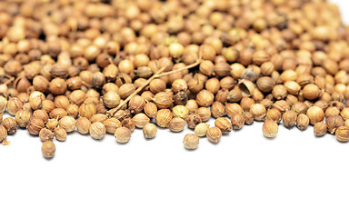 Image showing coriander