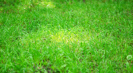 Image showing green grass