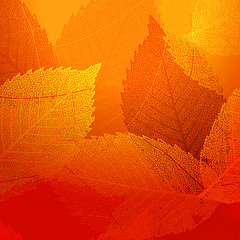 Image showing Dry autumn leaves template. EPS 10
