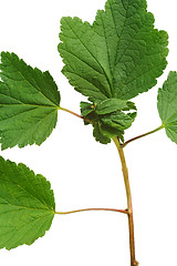 Image showing Diseased Red currant leaves, attacked by aphids