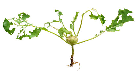 Image showing Slug damage of green kohlrabi, isolated