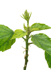 Image showing Hibiscus plant attacked by aphids, isolated