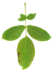 Image showing Leaf of walnut tree attacked by mite, Aceria erineus