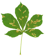 Image showing Chestnut tree attacked by leaf miner, Cameraria ohridella