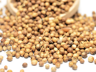 Image showing coriander