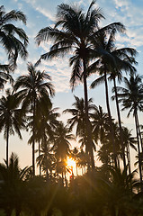 Image showing silhouettes of palm trees on sunset